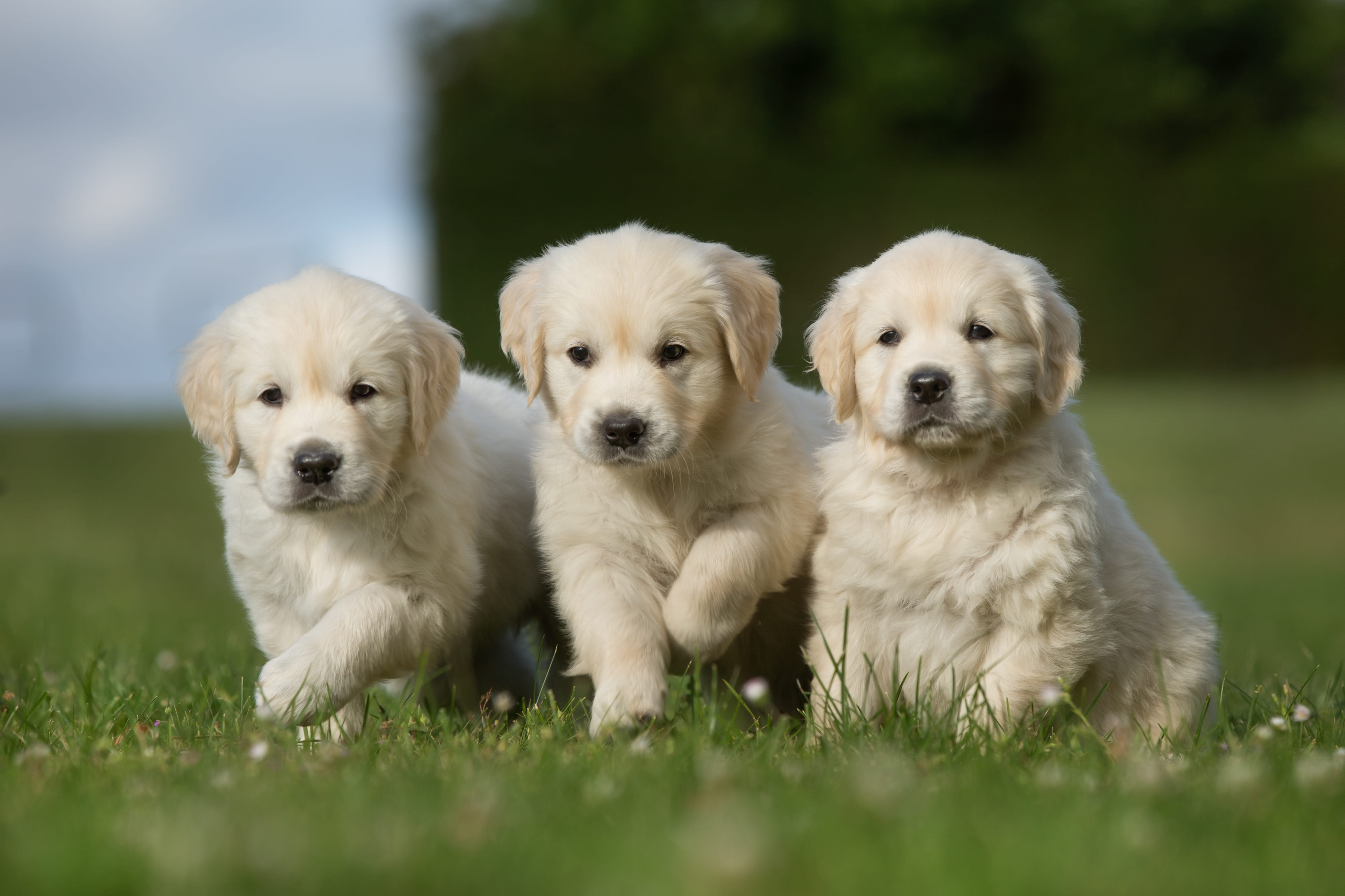 Basic Manners Puppy Workshop Canine Behavioral Services