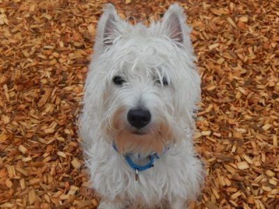What's Wrong With Westie