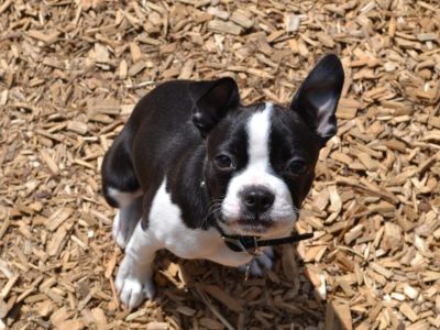 Basic Manners Puppy Workshop