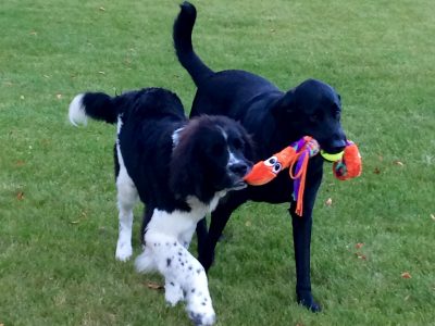 Finding Hope For Hank & Bruin