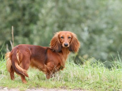 Weiner Dogs Need Help