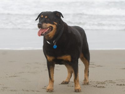 Wrangling a Raucous Rottie