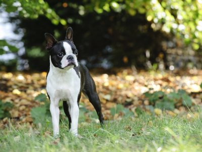 Taming a Terrier's Tantrums