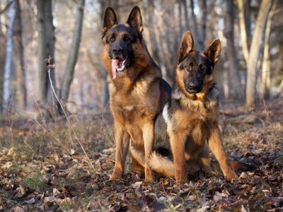 Proving Pack Dynamic Training