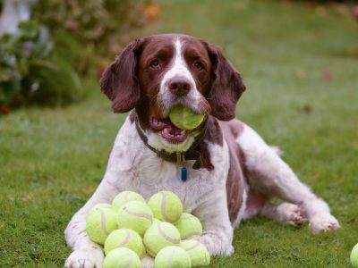 Oliver the Springer