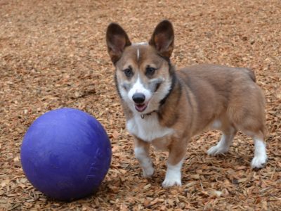 Angus the Cowardly Corgi