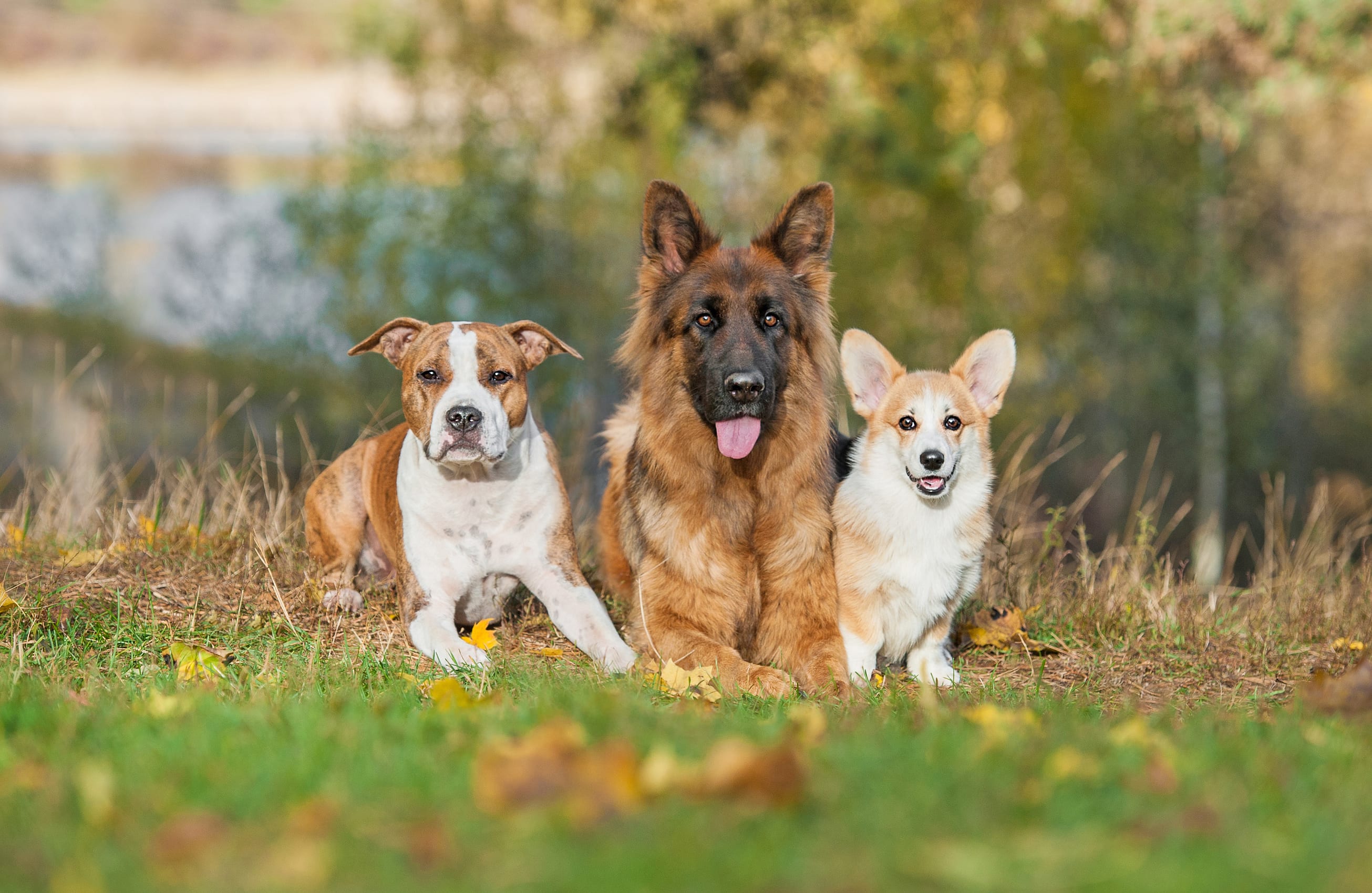 About Canine Behavioral Services Inc. | Expert Dog Behavior Training ...