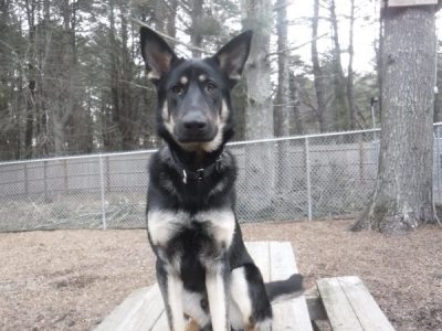 Bouncy Bosco Gets Better