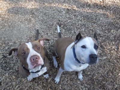 Pitties from Heaven