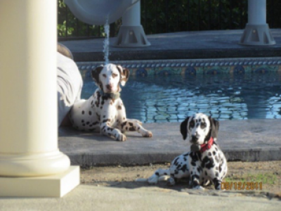 Lamenting Littermate Syndrome