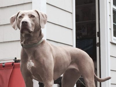 Sami, the Insecure Rescue Dog