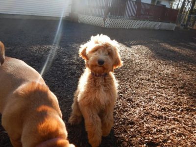 Puppy Family Needs Help!
