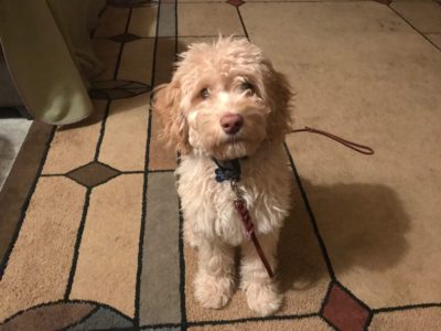 Bailey Works Towards Balance