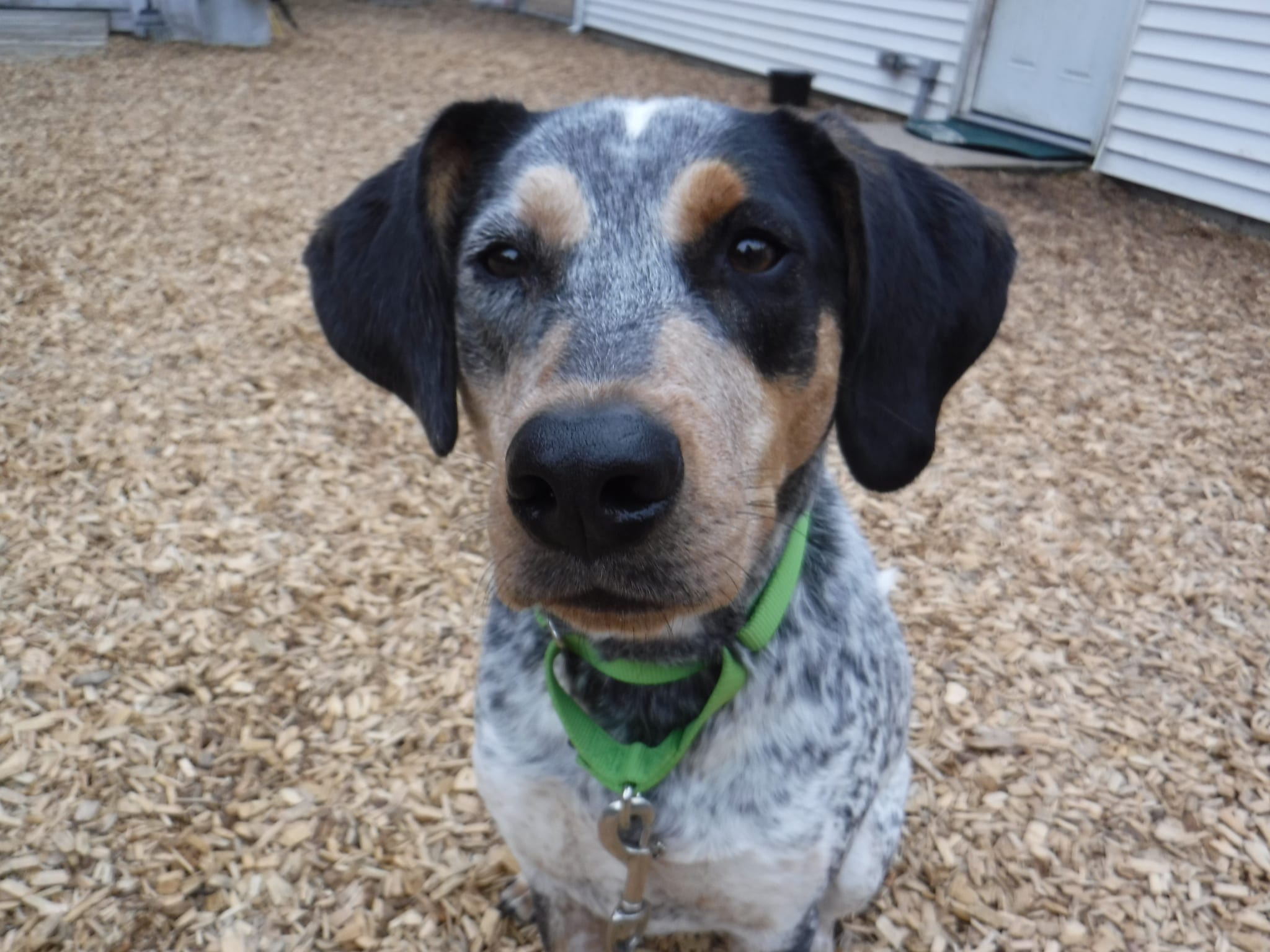 Coonhound training clearance supplies