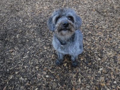 Ollie Finds His Inner-Jolly