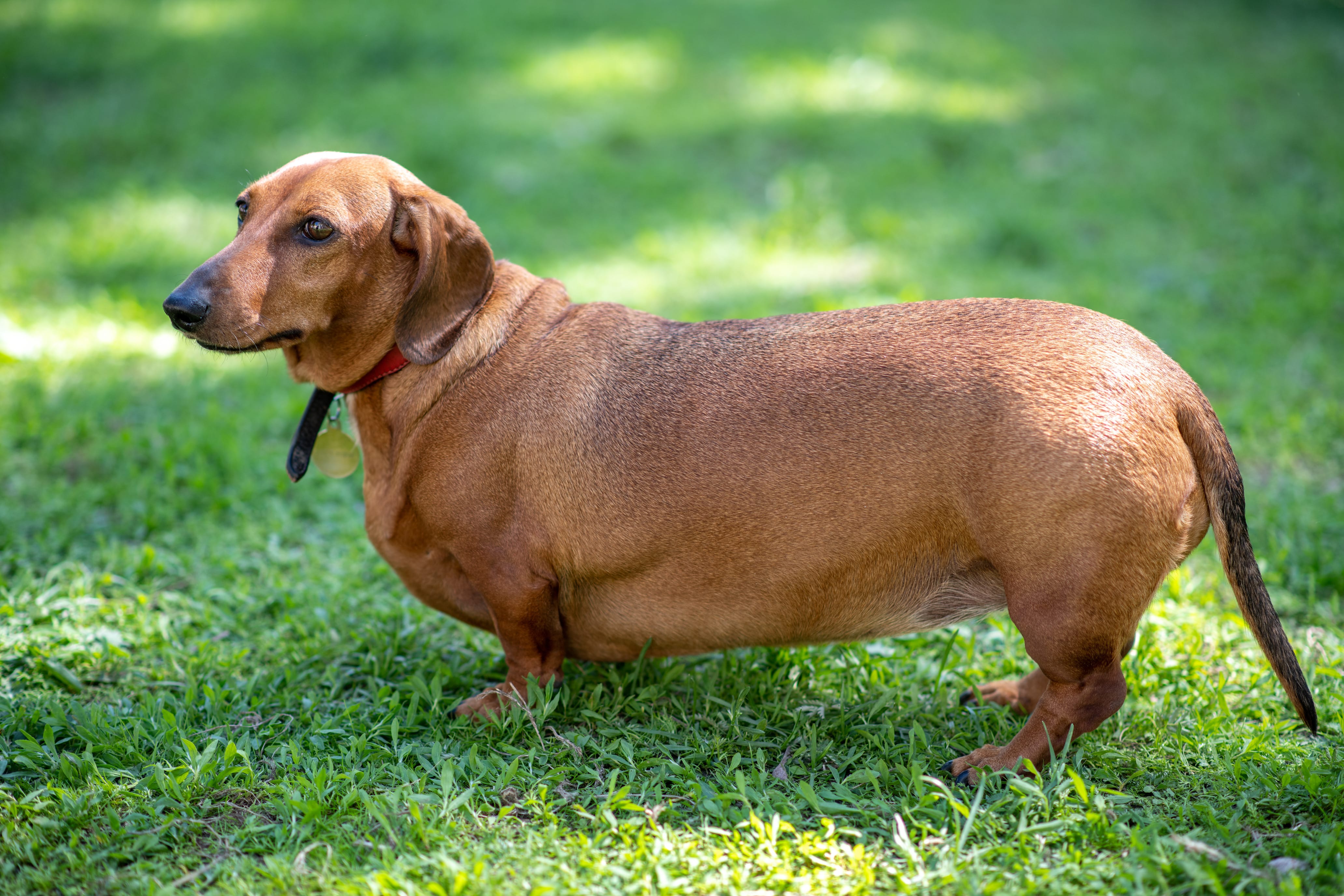 Weight Loss Camp For Dogs Canine Behavioral Services