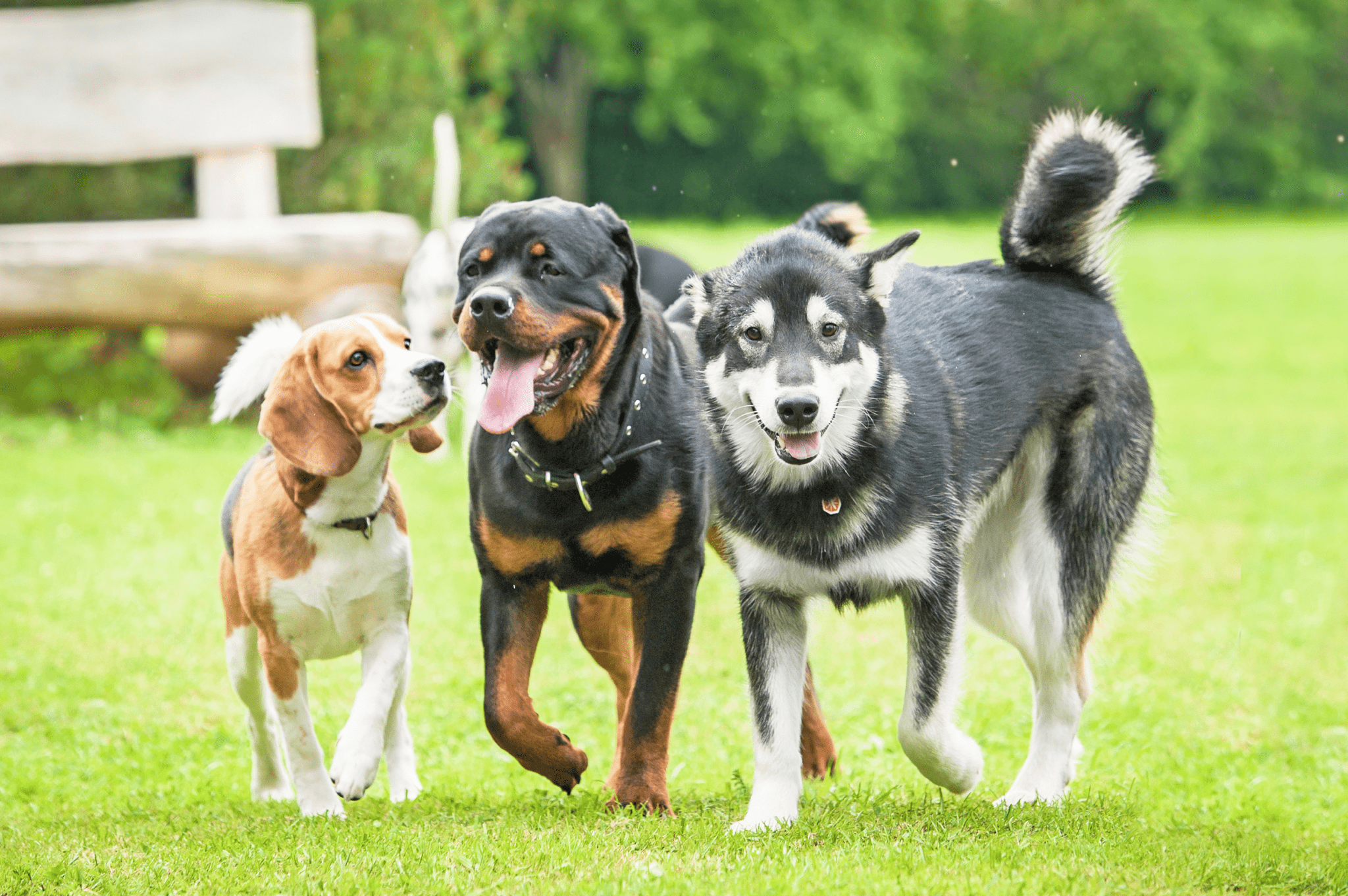 what is the difference between a dog trainer and a behaviorist
