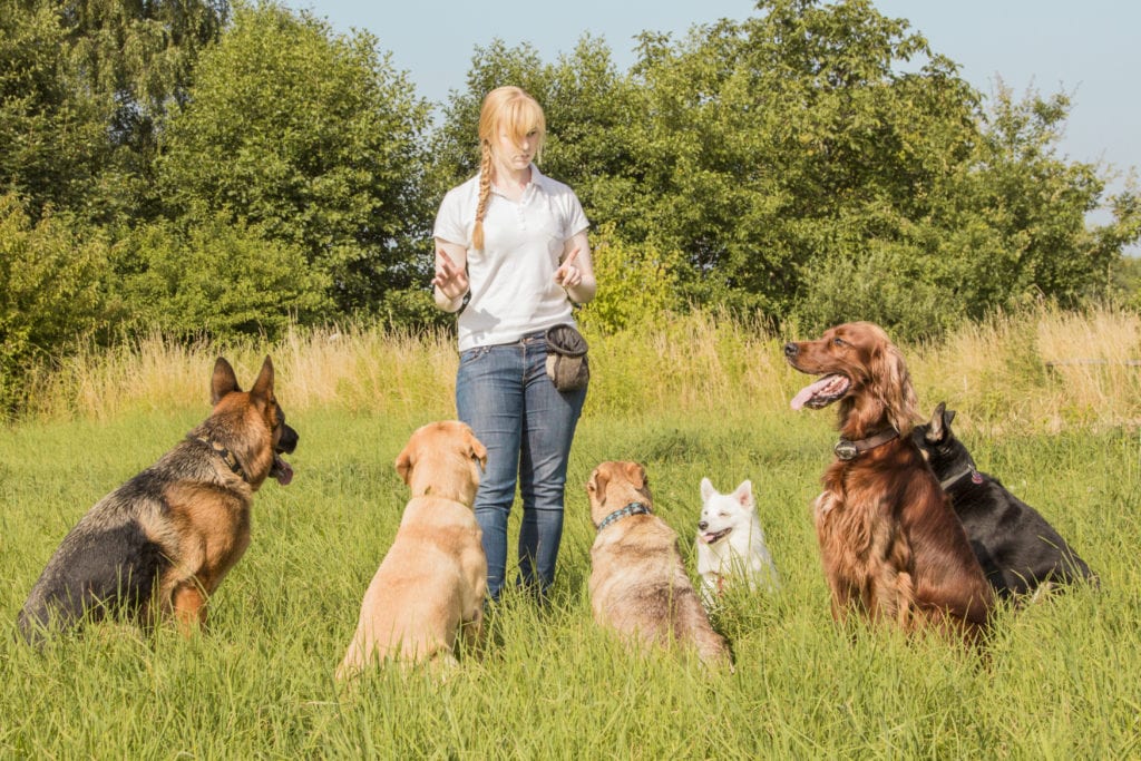 Canine Behavioral Services