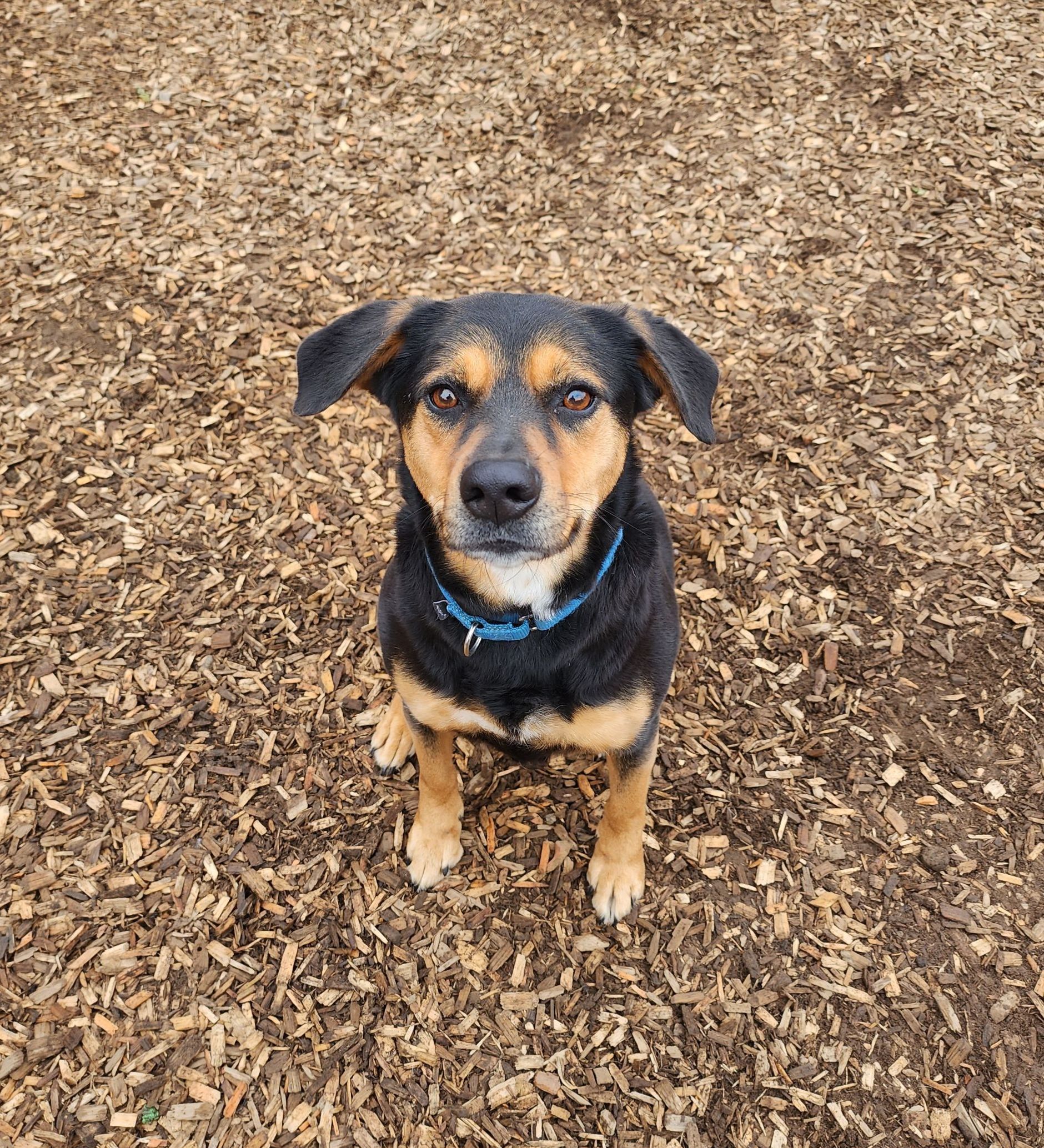 Ruby | Canine Behavioral Services